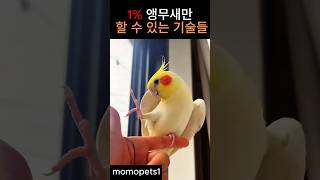 1% 앵무새만 할 수 있는 기술들 #동물 #앵무새