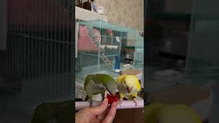 방토 파먹기 #앵무새 #퀘이커 #parrot #방울 토…