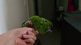 #앵무새 #한스마카우 #지루비 @따뜻하게 잘자라  