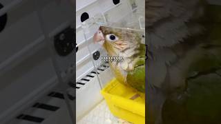 딱지 첫목욕!!!!! #캡틴딱지 #parrot #birds #코뉴어 #앵무새 #conure #귀여워
