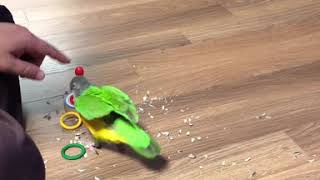 2020년 3월 7일 세네갈 앵무