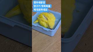 #앵무새 #루티노퀘이커 #앵무새분양암.수 다있어요