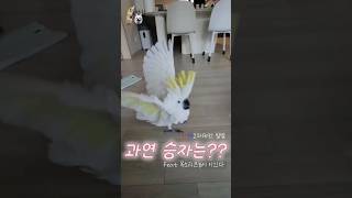 새와 개의 싸움!!!!! 과연 승자는???? #델타 #별이 #코카투 #하이브리드코카투 #스피츠 #제페니즈 #저먼스피츠#앵무새#별이랑델타랑#새개2차대전