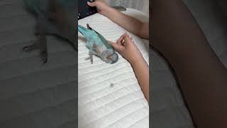 누어 있는 퀘이커 앵무새  일어나게 만들기