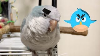 sub) 앵그리버드! 거울 보고 화난 앵무새?