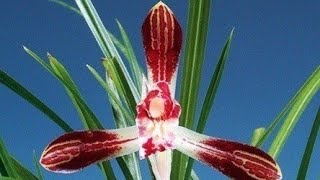 11월12일 토요일 춘양이와 자미부인등 다양한 품종으로…