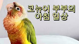 ( 코뉴어와 카이큐가 사는집) #앵무새 #부부일상 #앵무새브이로그 #앵무새훈련 #앵무새일상 #앵무새키우기 #코뉴어 #브이로그 #일상 #반려동물