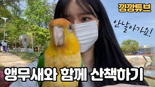 [앵무새브이로그] 낑깡이와 첫 산책 나들이 / 노란머리카이큐