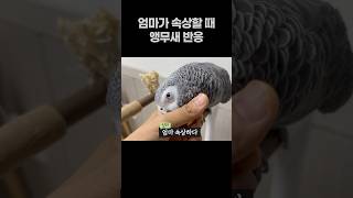 엄마가 속상할 때 앵무새 반응  회색앵무 잠바