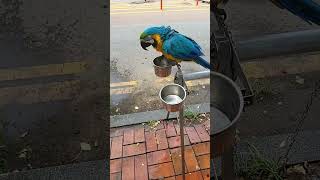 더운날은 목욕 쵝오 #목욕놀이 #청금강앵무새