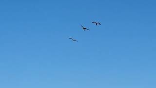 #한강야생조류생태공원 #마카우자유비행 #앵무새 앵무새 한강 단풍위를 날으다