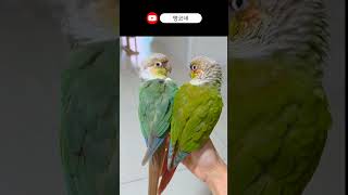 코뉴어럭키라떼깃털정리타임 #shorts #코뉴어 #집사 #birds #럭키라떼 #앵무새일상