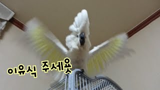 질풍노도 시기 아기앵무새(코카투)의 어마무시한 밥투정