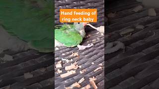 Day: ..... Hand feeding of ring neck baby. #shorts