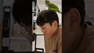 앵무새한테 최고 인기남ㅋㅋ 털고르기는 친밀감의 표시란다…