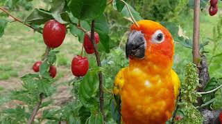 왕보리수  썬코뉴어