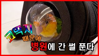 공포의 코딱지! 아가 앵무새 인생 첫 병원 썰 풉니다