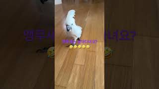 많이 받는 질문. 앵무새는 날아다녀요? 아뇨 ㅋㅋ 걸어다녀요 ㅋㅋㅋㅋㅋ