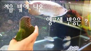 처음으로 밖에 나온 앵무새 반응은!?