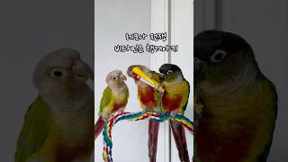 피곤할때 비타민은 꼭 챙겨야지!!#코뉴어#비타민전쟁#레…