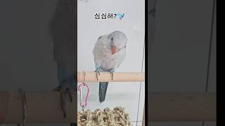 #앵무새#parrot#funny#퀘이커 앵무새