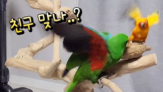 [지구/일상] 우리집에 썬코뉴어 친구가 놀러왔어요!