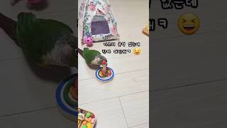 가르쳐 준 적 없는데 이걸 한번에 하다니 #앵무새일상#…