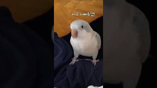 아구 이뻐죽겠! #뽀뽀쪽#퀘이커앵무송꾸꾸
