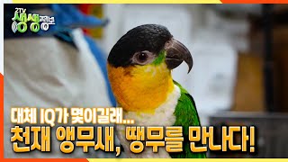 [2TV 생생정보] 대체 IQ가 몇이길래.. 천재 앵무…
