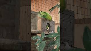 아기 사랑앵무도 밥달라고 울고 아기 인간도 울고?