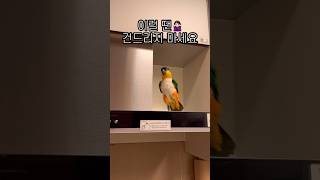 우리집 앵무새가 미쳤다 #shorts #parrot #caique #앵무새 #카이큐 #ズグロシロハラインコ