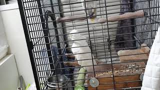 순둥이코카투 철수와 나나공주님♡