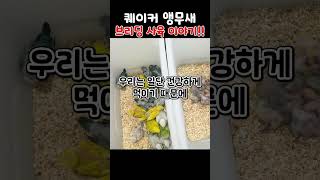 퀘이커 앵무새 브리딩 사육 이야기!! #Shorts #앵무새키우기 #반려동물 #앵무새분양 #리프승수 #parrot #birds #birdslover #앵무새 #퀘이커 #퀘이커앵무새