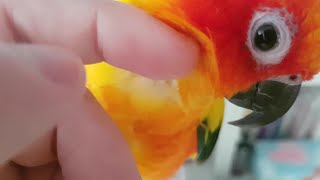 썬코뉴어 앵무새 써니 쓰담쓰담~^^