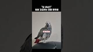 뽀뽀 강요하는 깡패 앵무새ㅋㅋ / 회색앵무 랄라 / #…