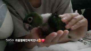 우리집앵무새육아시절#앵무새 #앵무새육아 #쟈딘 #쟈딘앵…