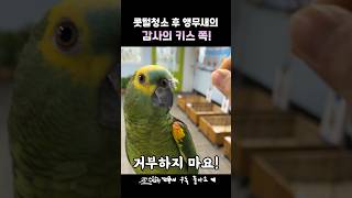 대박이의 뽀뽀를 받으셨습니다  쪽!#동물 #앵무새