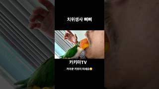 삐삐는 스케일링 중 ~~~~~~#앵무새 #카이큐 #bi…