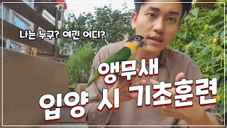 앵무새 입양 시 기초훈련 - 계단타기