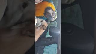 앵무새가 말을 배우면 안되는 이유 청금강 앵무새 소음 …