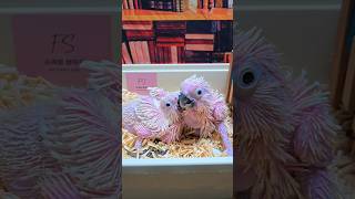 엄블렐라 코카투, 미디움 코카투예요. #birdslover #parrot #pets #birds #cute #animals #사계절앵무새 #앵무새성장 #앵무새분양