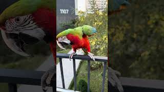 [루카월드] 앵무독립 만세!!