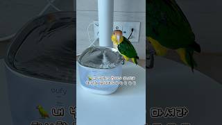 물 못먹게한 강아지한테 복수하기 #강아지 #애견영상 #…