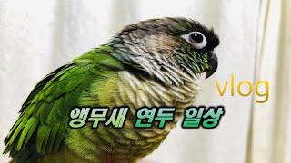 코뉴어 앵무새 연두 vlog