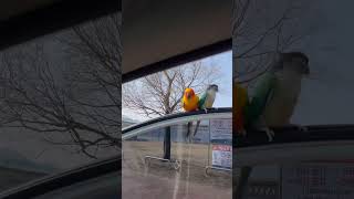 썬코뉴어 코뉴어 산책하기 #구독 #귀여운 #앵무새 #앵…