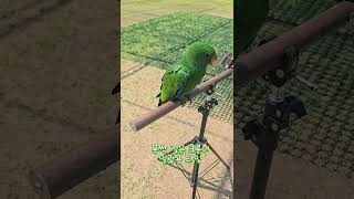 아기 뉴기니아 크롱이 아마조나 방문기  #뉴기니아 #parrot #뉴기니아앵무 #birds #뉴기니아앵무새 #반려동물#아마조나 #parrotlover #animals