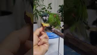 #한스마카우 #애완조  고구마 먹방