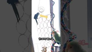 [모란앵무 한스마카우] 한스마카우 울음소리 #앵무새 #…