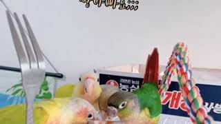 ♥️코뉴어 앵무새 사남매의 일상♥️