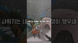 물속성 왕 큰 앵무새가 욕심부리면 생기는일 ㅋㅋㅋㅋ #윙스패밀리 #왕크왕귀 #할리퀸마카우마르코